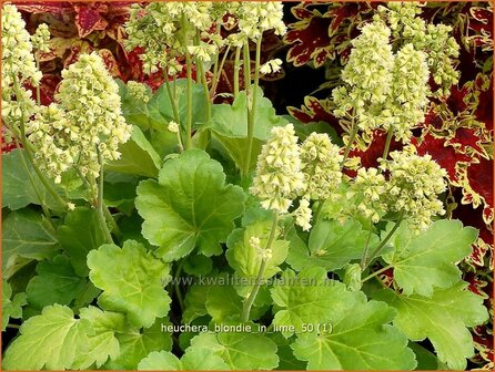 Heuchera &#039;Brownies&#039; | Purperklokje | Purpurgl&ouml;ckchen