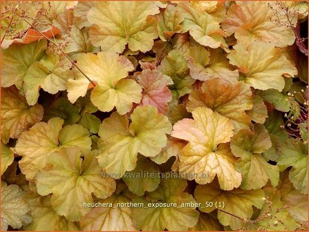 Heuchera &#039;Northern Exposure Amber&#039; | Purperklokje | Purpurgl&ouml;ckchen