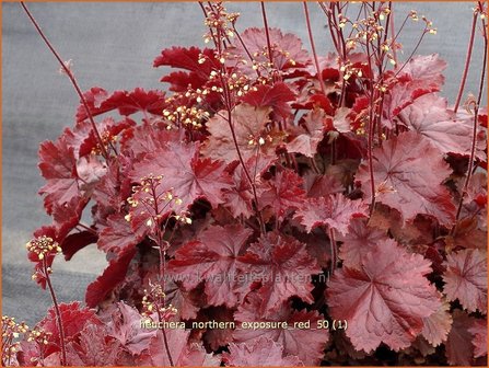 Heuchera &#039;Northern Exposure Red&#039; | Purperklokje | Purpurgl&ouml;ckchen