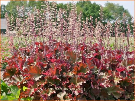 Heuchera &amp;#x0027;Rex Red&amp;#x0027; | Purperklokje | Purpurgl&amp;#x00f6;ckchen