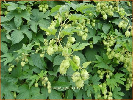 Humulus lupulus | Hop | Hopfen