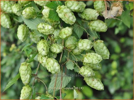 Humulus lupulus | Hop | Hopfen