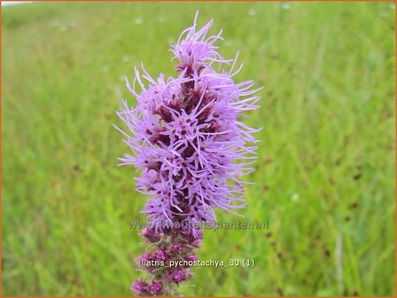 Liatris pycnostachya | Prachtschaarde, Knopige slangenwortel | Dicht&auml;hrige Prachtscharte