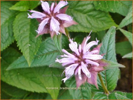 Monarda bradburiana | Bergamotplant, Indianennetel | Russels Indianernessel