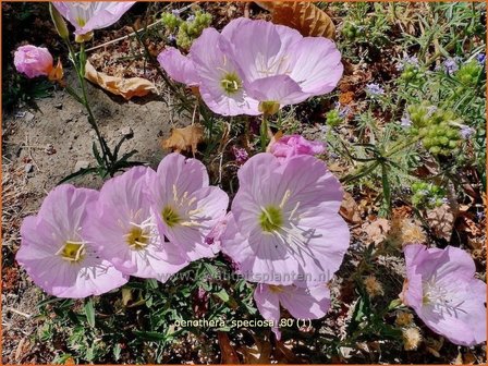 Oenothera speciosa | Teunisbloem | Pr&auml;chtige Nachtkerze