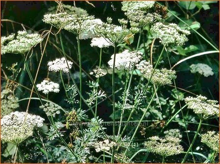 Selinum carvifolia | Karwijselie | K&uuml;mmelbl&auml;ttrige Silge