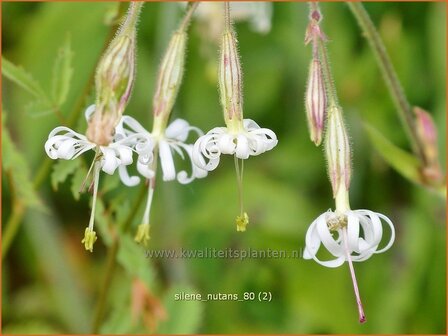 Silene nutans | Nachtsilene, Lijmkruid | Nickendes Leimkraut