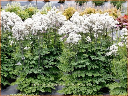 Thalictrum aquilegifolium &#039;Nimbus White&#039; | Akeleiruit, Ruit | Akeleibl&auml;ttrige Wiesenraute