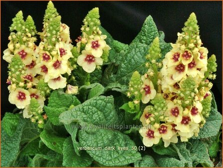 Verbascum &#039;Dark Eyes&#039; | Toorts | K&ouml;nigskerze