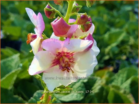 Verbascum &#039;Jackie in Spots&#039; | Toorts | K&ouml;nigskerze