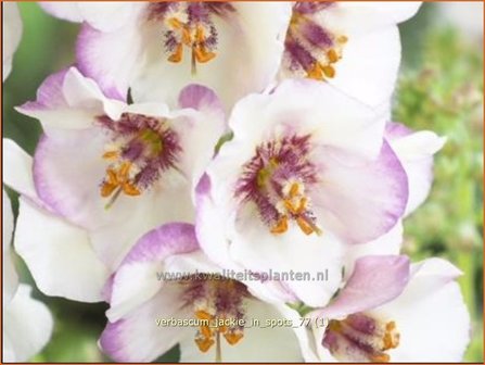 Verbascum &#039;Jackie in Spots&#039; | Toorts | K&ouml;nigskerze