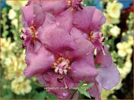 Verbascum &#039;Plum Smokey&#039; | Toorts | K&ouml;nigskerze