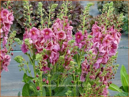 Verbascum &#039;Plum Smokey&#039; | Toorts | K&ouml;nigskerze