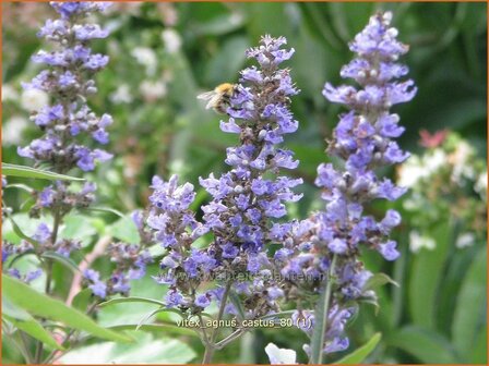 Vitex agnus-castus | Monnikenpeper | M&ouml;nchspfeffer