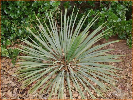 Yucca glauca | Palmlelie | Blaugr&uuml;nbl&auml;ttrige Palmlilie