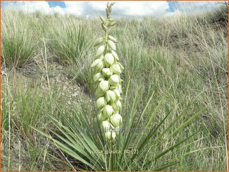 Yucca glauca | Palmlelie | Blaugr&uuml;nbl&auml;ttrige Palmlilie