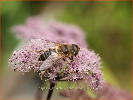 Angelica sylvestris &#039;Vicar&#039;s Mead&#039; | Engelwortel | Wald-Engelwurz