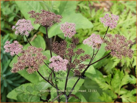 Angelica sylvestris &#039;Vicar&#039;s Mead&#039; | Engelwortel | Wald-Engelwurz