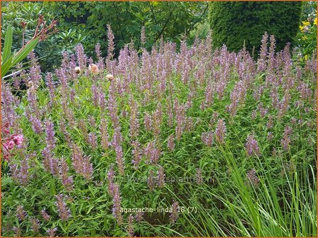 Agastache &#039;Linda&#039; | Dropplant, Anijsnetel | Duftnessel