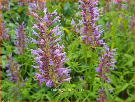 Agastache &#039;Linda&#039; | Dropplant, Anijsnetel | Duftnessel