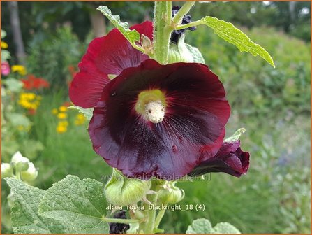 Alcea rosea &#039;Blacknight&#039; | Stokroos | Orientalische Stockrose