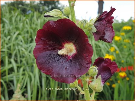 Alcea rosea &#039;Blacknight&#039; | Stokroos | Orientalische Stockrose