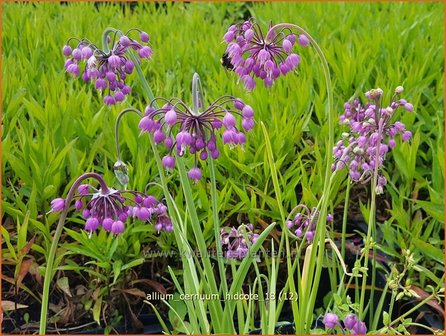 Allium cernuum &#039;Hidcote&#039; | Amerikaanse look, Sierui, Look | Nickender Lauch