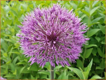 Allium &#039;Powder Puff&#039; | Sierui, Look | Lauch