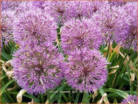 Allium &#039;Powder Puff&#039; | Sierui, Look | Lauch