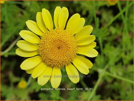 Anthemis hybrida &#039;Dwarf Form&#039; | Gele kamille, Verfkamille, Kamille | F&auml;rberkamille