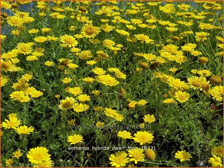 Anthemis hybrida &#039;Dwarf Form&#039; | Gele kamille, Verfkamille, Kamille | F&auml;rberkamille