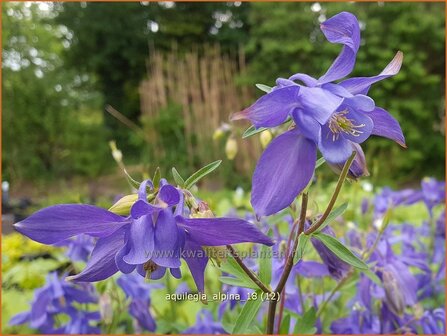 Aquilegia alpina | Akelei | Alpen-Akelei