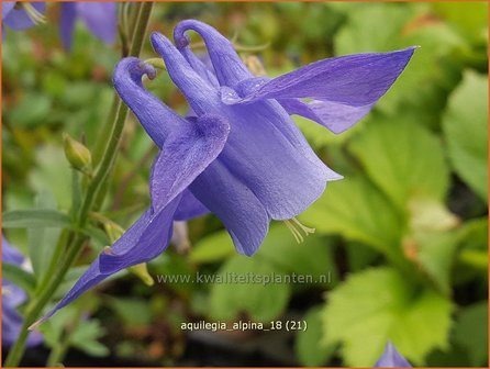 Aquilegia alpina | Akelei | Alpen-Akelei