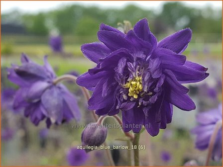 Aquilegia &#039;Blue Barlow&#039; | Akelei | Akelei