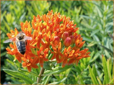 Asclepias tuberosa | Knolzijdeplant, Zijdeplant | Knollige Seidenpflanze