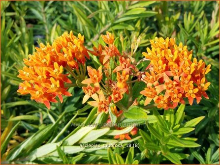 Asclepias tuberosa | Knolzijdeplant, Zijdeplant | Knollige Seidenpflanze