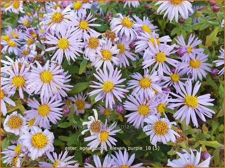 Aster ageratoides &#039;Eleven Purple&#039; | Aster | Ageratum-&auml;hnliche Aster