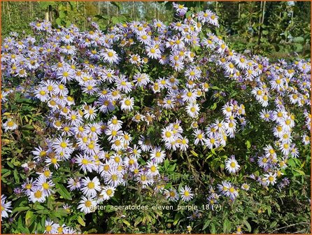 Aster ageratoides &#039;Eleven Purple&#039; | Aster | Ageratum-&auml;hnliche Aster