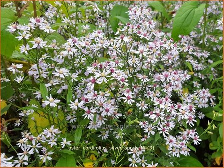 Aster cordifolius &#039;Silver Spray&#039; | Hartbladaster, Aster | Herzbl&auml;ttrige Schleier-Aster