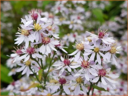 Aster cordifolius &#039;Silver Spray&#039; | Hartbladaster, Aster | Herzbl&auml;ttrige Schleier-Aster