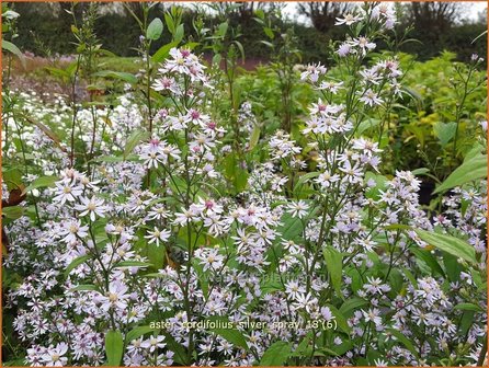 Aster cordifolius &#039;Silver Spray&#039; | Hartbladaster, Aster | Herzbl&auml;ttrige Schleier-Aster