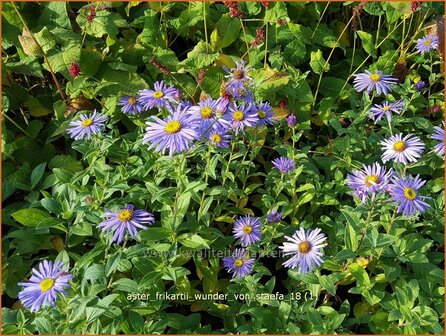 Aster frikartii &#039;Wunder von St&auml;fa&#039; | Aster | Frikarts Aster