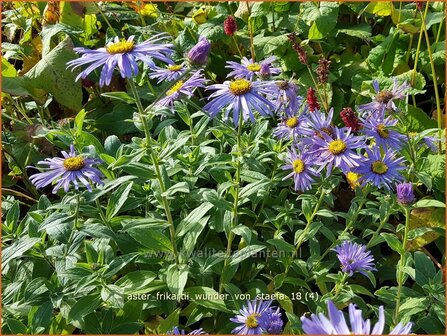 Aster frikartii &#039;Wunder von St&auml;fa&#039; | Aster | Frikarts Aster