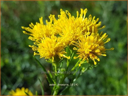 Aster linosyris | Aster | Goldhaar-Aster