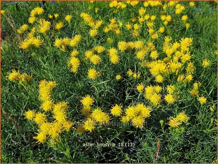 Aster linosyris | Aster | Goldhaar-Aster