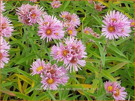 Aster novae-angliae &#039;Harrington&#039;s Pink&#039; | Nieuw-Engelse aster, Herfstaster, Aster | Raublatt-Aster