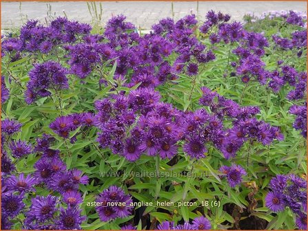 Aster novae-angliae &#039;Helen Picton&#039; | Nieuw-Engelse aster, Herfstaster, Aster | Raublatt-Aster