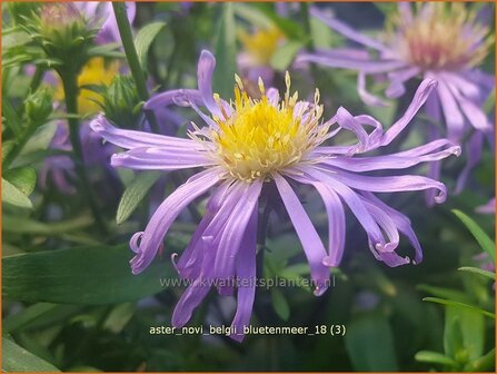 Aster novi-belgii &amp;#39;Bl&uuml;tenmeer&amp;#39;