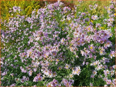 Aster &#039;Pink Star&#039; | Aster | Aster