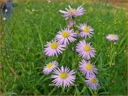 Aster &#039;Pink Star&#039; | Aster | Aster